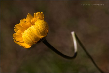 Bent but still flourishing © 2016 Steven Schwartzman